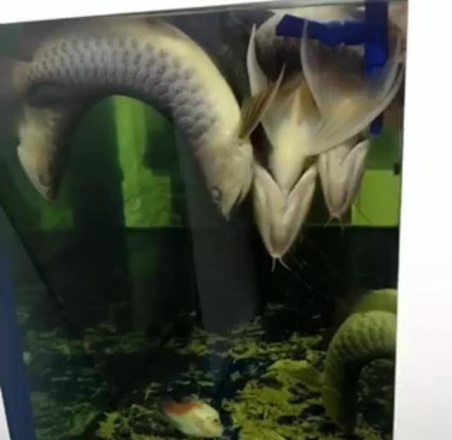 東營區東盛水族館：東營區東盛水族館電話