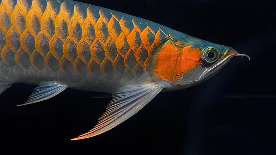 最好的紅龍魚是什么品種魚圖片