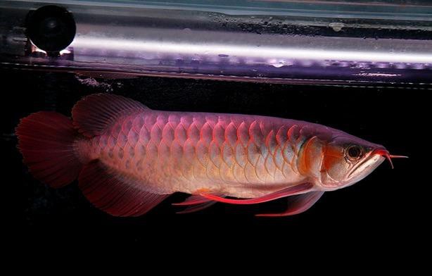 最好的紅龍魚是什么品種魚圖片
