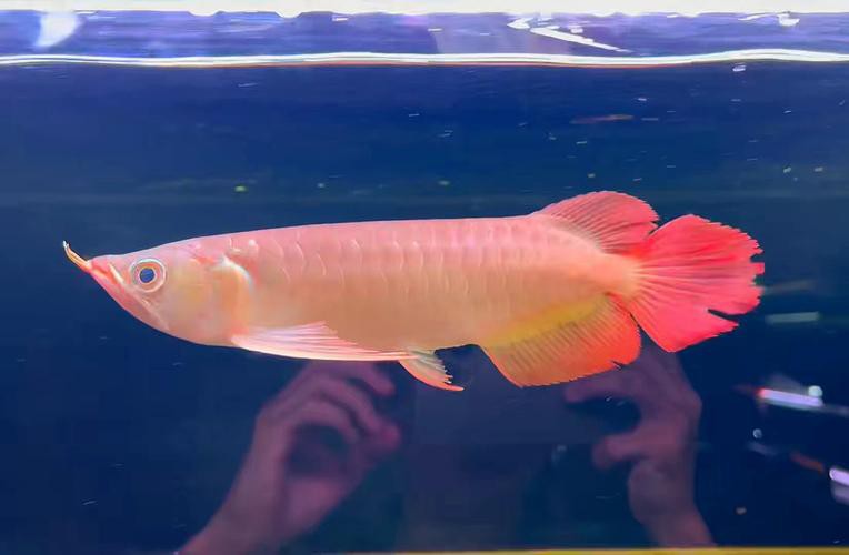 最好的紅龍魚是什么品種魚圖片