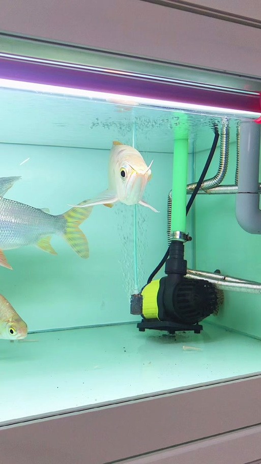 龍魚掉眼能治好嗎圖片