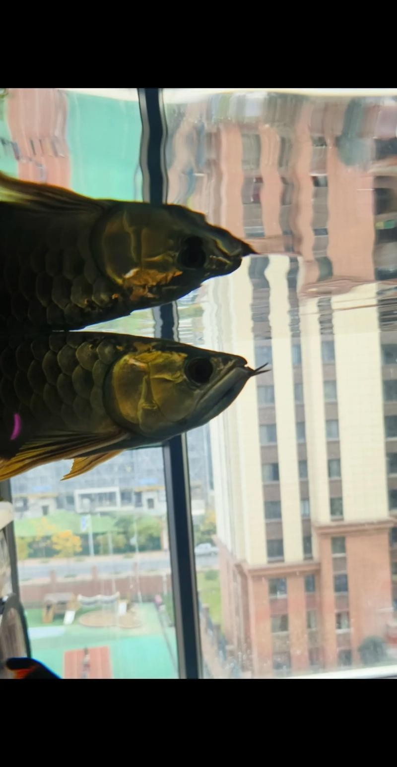 龍魚掉眼能治好嗎圖片