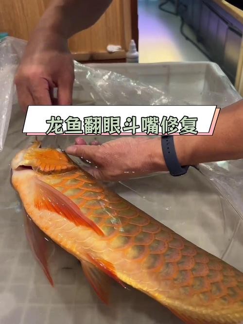 龍魚掉眼能治好嗎圖片