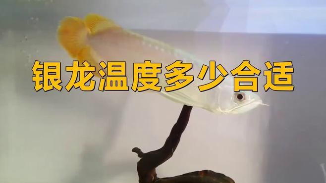 銀龍魚缸水溫