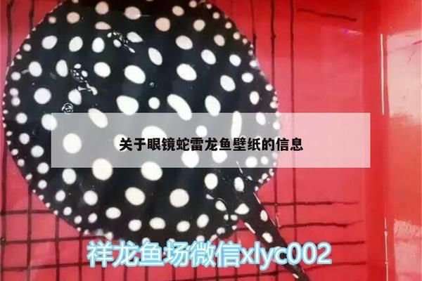 黃金眼鏡蛇雷龍魚缸魚缸用什么顏色壁紙（雷龍魚缸壁紙顏色搭配技巧）