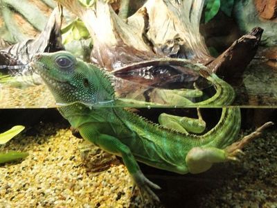 會變色的龍魚品種：變色龍魚的品種和飼養要點