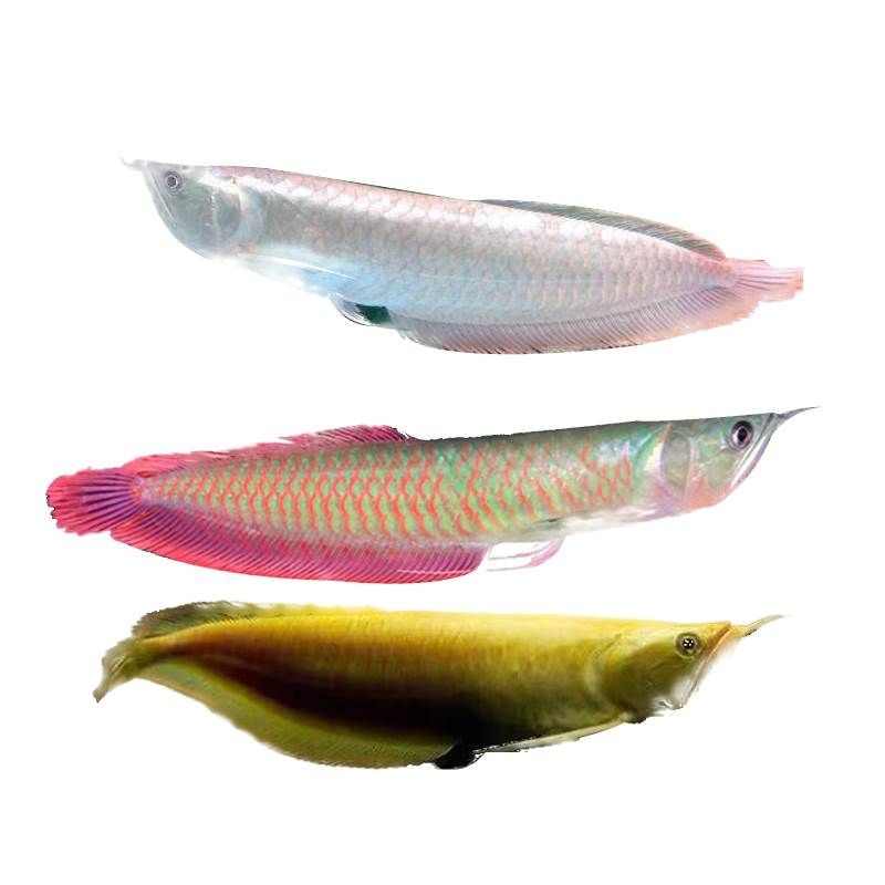 七彩龍魚和銀龍的區(qū)別（七彩龍魚和銀龍實際上是同一種魚類，它們之間的區(qū)別）