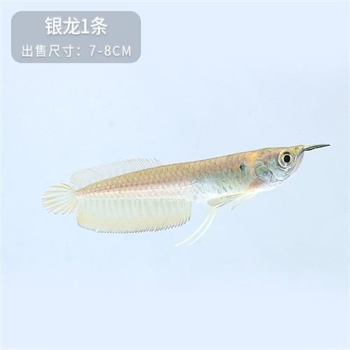 七彩龍魚和銀龍的區(qū)別（七彩龍魚和銀龍實際上是同一種魚類，它們之間的區(qū)別）
