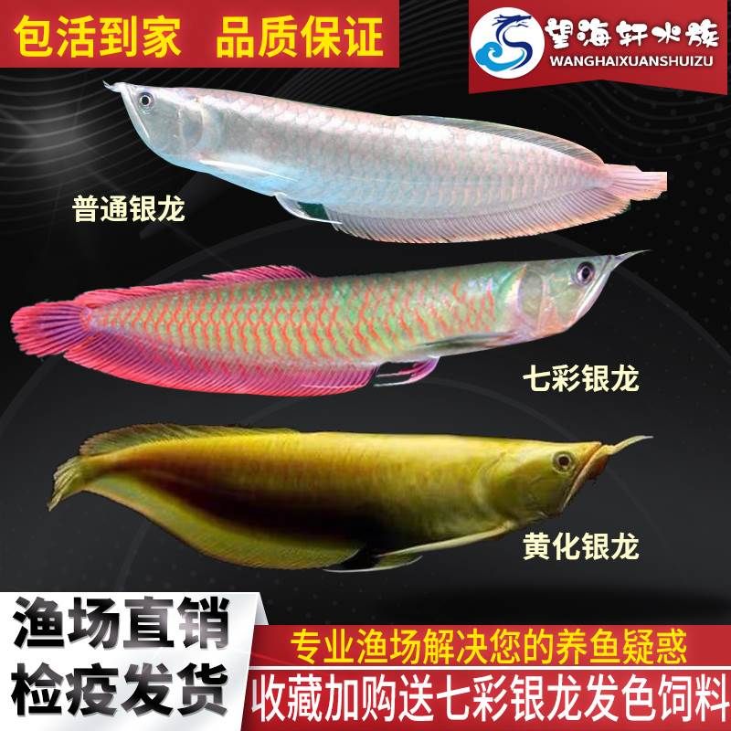 七彩龍魚和銀龍的區別（七彩龍魚和銀龍實際上是同一種魚類，它們之間的區別）