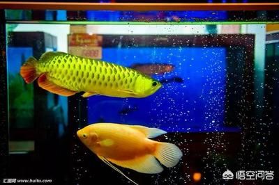 龍魚魚缸的ph在多少正常