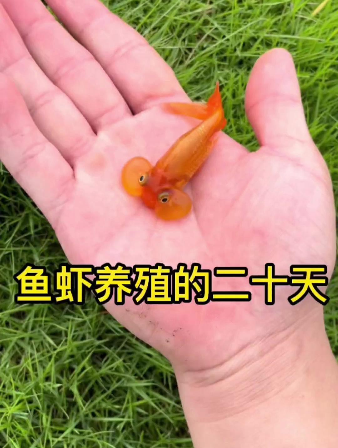 如何判斷黑龍睛是否健康？