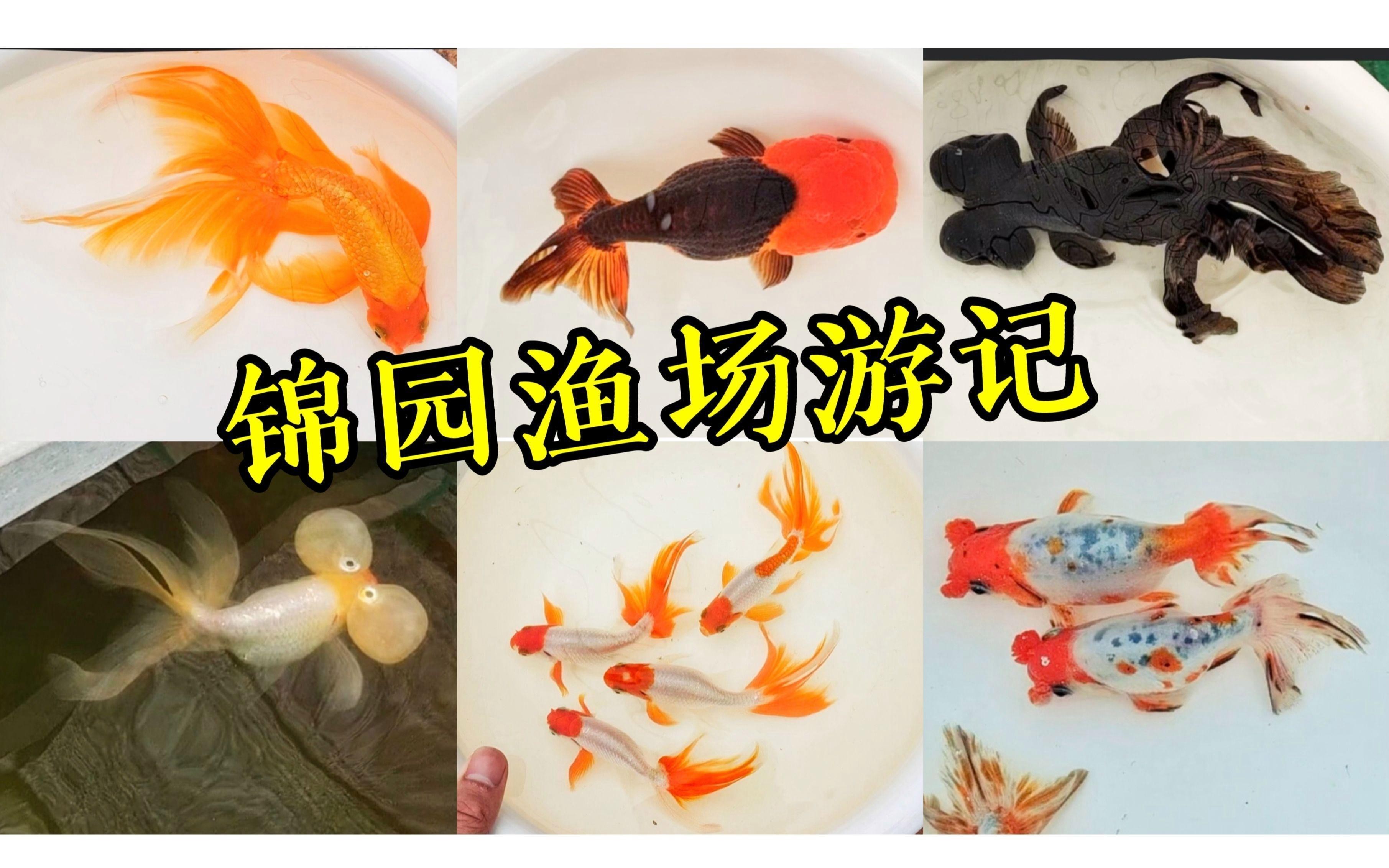 如何判斷黑龍睛是否健康？