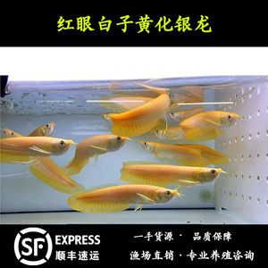紅眼白子招財龍魚跳缸嗎，：紅眼白子招財龍魚跳缸嗎紅眼白子招財龍魚跳缸嗎