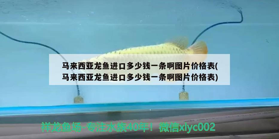 廣州市荔灣區富麗水族市場芳芳水族店 廣州市荔灣區富麗水族市場芳芳水族店 全國水族館企業名錄 第3張