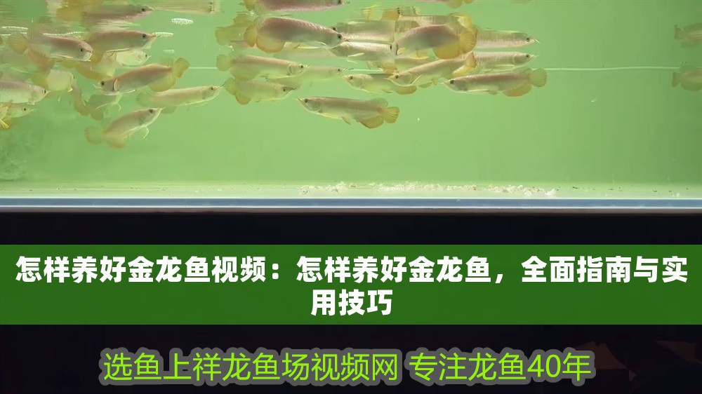 怎樣養好金龍魚視頻：怎樣養好金龍魚，全面指南與實用技巧
