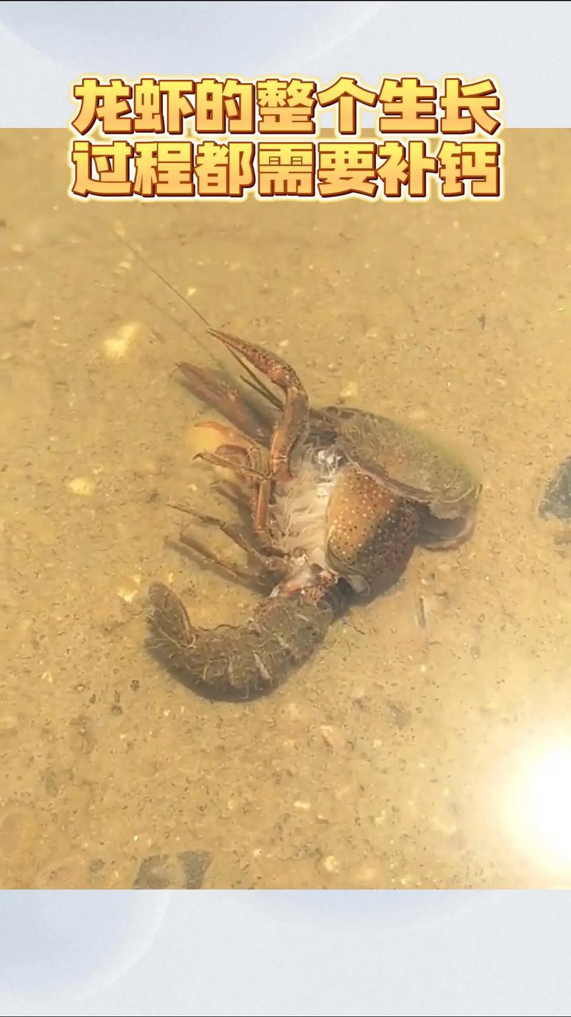 給我一張鮮活龍蝦特寫的圖片