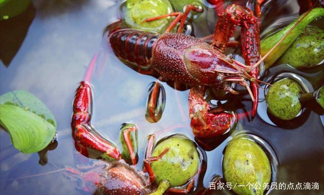 給我一張鮮活龍蝦特寫的圖片