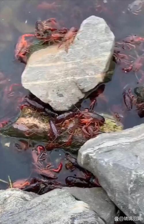 給我一張鮮活龍蝦特寫的圖片