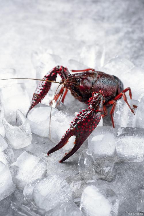 給我一張鮮活龍蝦特寫的圖片