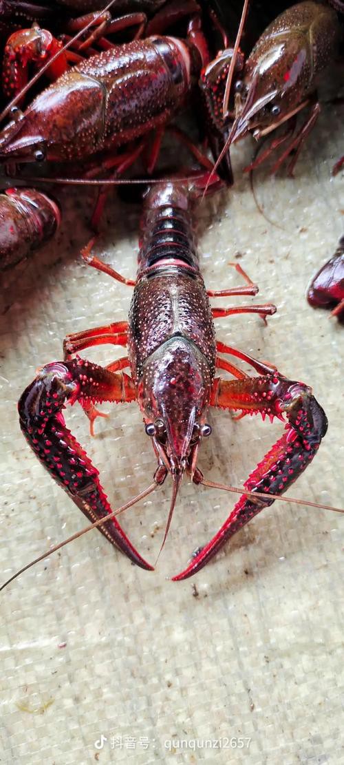 給我一張鮮活龍蝦特寫的圖片