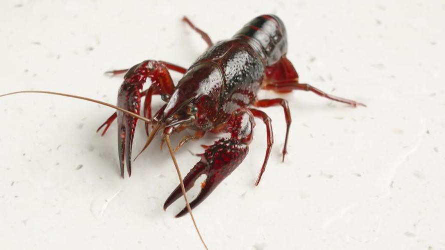 給我一張鮮活龍蝦特寫的圖片