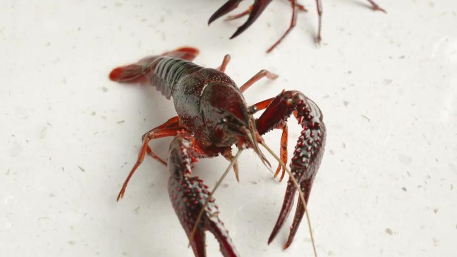 給我一張鮮活龍蝦特寫的圖片