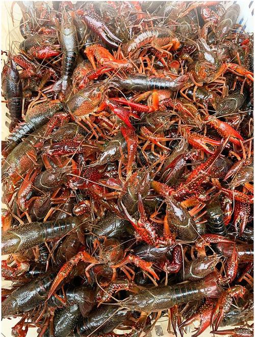 給我一張鮮活龍蝦特寫的圖片