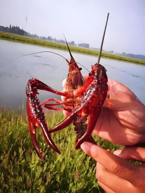 給我一張鮮活龍蝦特寫的圖片