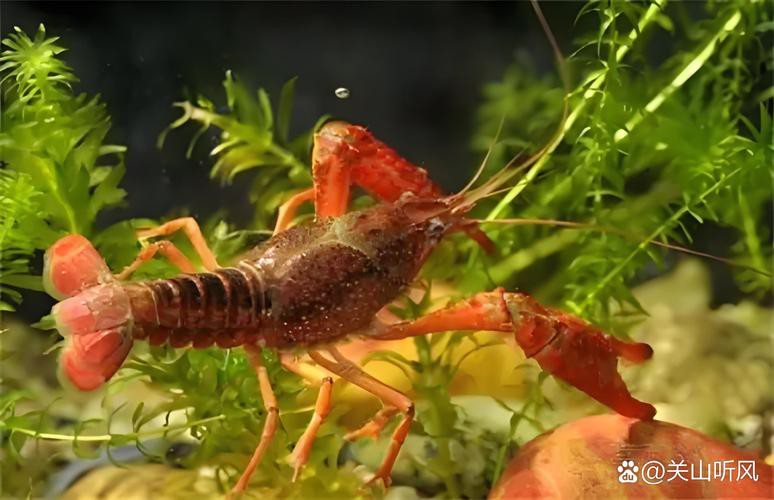 給我一張鮮活龍蝦特寫的圖片