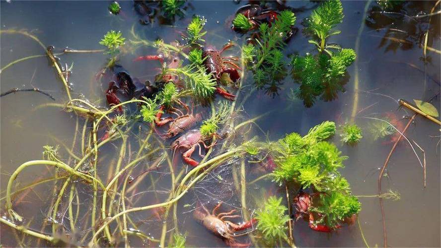 給我一張鮮活龍蝦特寫的圖片