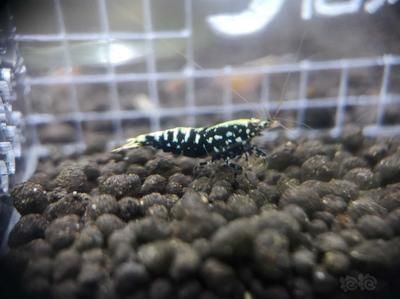 星鉆魚幼年期最佳飼料選擇：星鉆魚幼年期最佳飼料選擇是人工飼料或動(dòng)物性餌料