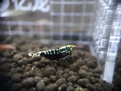 星鉆魚幼年期最佳飼料選擇：星鉆魚幼年期最佳飼料選擇是人工飼料或動(dòng)物性餌料
