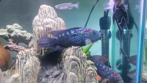 星鉆魚幼年期最佳飼料選擇：星鉆魚幼年期最佳飼料選擇是人工飼料或動(dòng)物性餌料