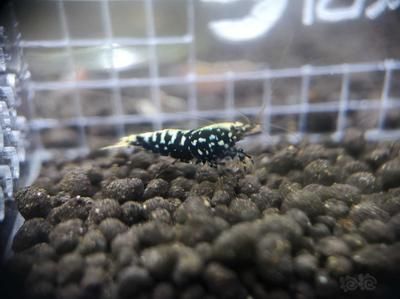 星鉆魚幼年期最佳飼料選擇：星鉆魚幼年期最佳飼料選擇是人工飼料或動(dòng)物性餌料