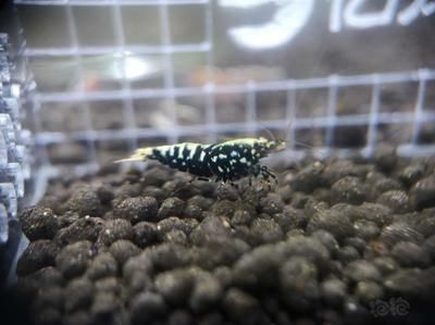 星鉆魚幼年期最佳飼料選擇：星鉆魚幼年期最佳飼料選擇是人工飼料或動(dòng)物性餌料