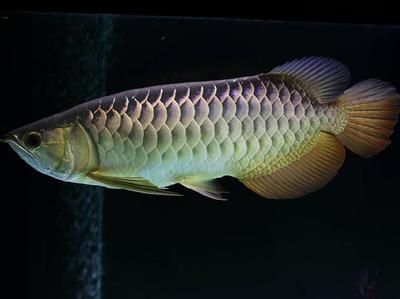 白玉金龍魚風(fēng)水作用，白玉金龍魚在風(fēng)水學(xué)中具有多重吉祥寓意和作用和作用