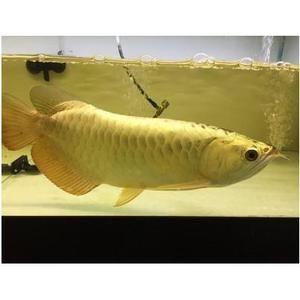 白玉金龍魚風(fēng)水作用，白玉金龍魚在風(fēng)水學(xué)中具有多重吉祥寓意和作用和作用