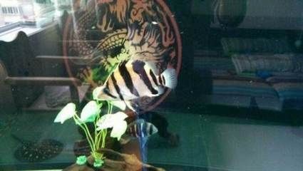 印尼三紋虎水質監測方法，三紋虎水質監測頻率建議