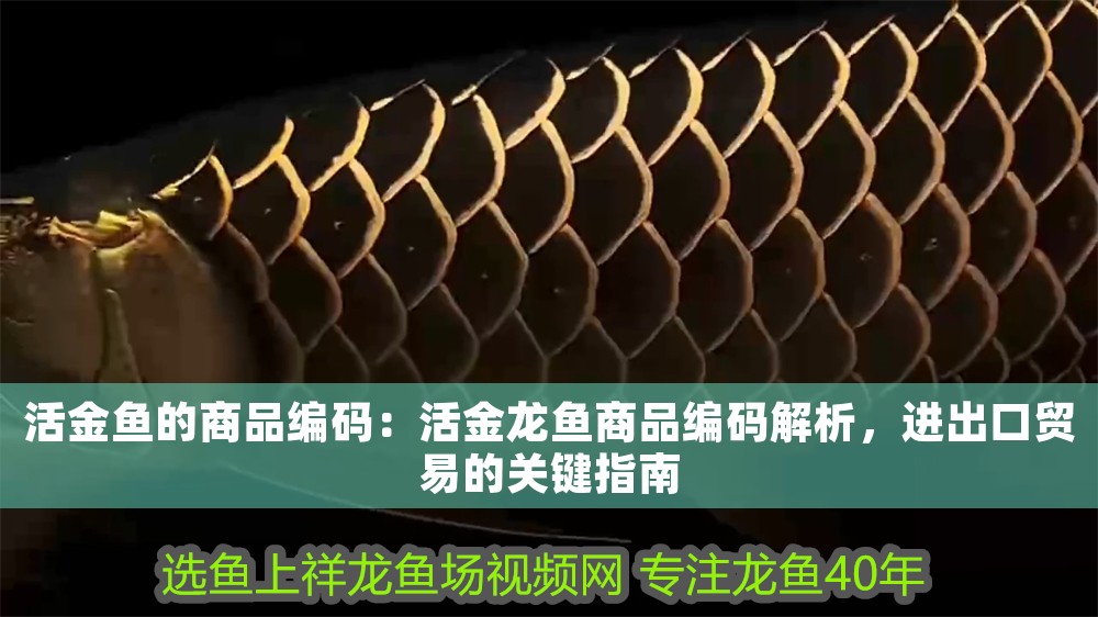 活金魚(yú)的商品編碼：活金龍魚(yú)商品編碼解析，進(jìn)出口貿(mào)易的關(guān)鍵指南
