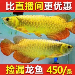 購買金龍魚苗注意事項有哪些（養殖金龍魚的注意事項）