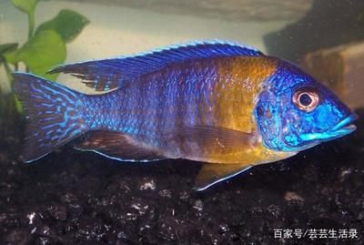 想要買龍魚開始用什么魚開缸好（開始養龍魚之前需要完成的幾個步驟，以確保魚缸的環境適合龍魚生存）