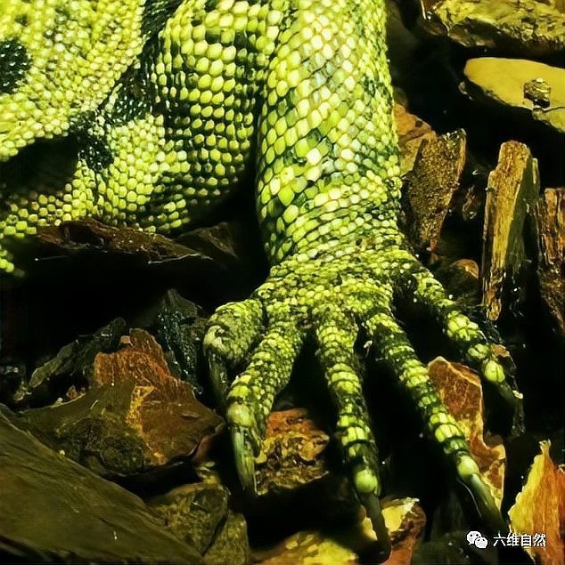 黃龍和金龍哪個更稀有？ 黃龍和金龍哪個更稀有？ 龍魚百科 第4張