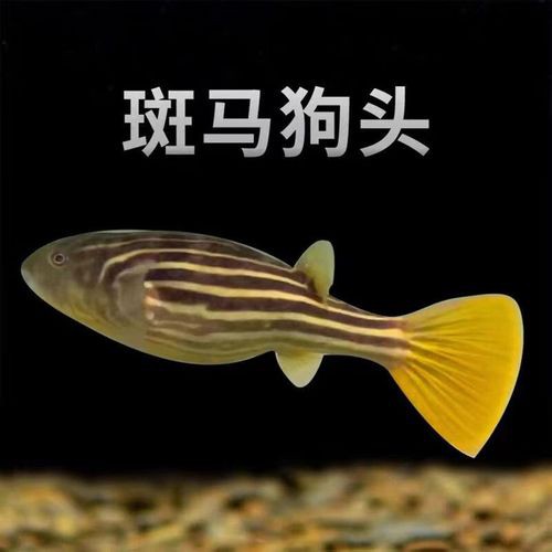 斑馬狗頭魚能和龍魚混養(yǎng)嗎圖片大全