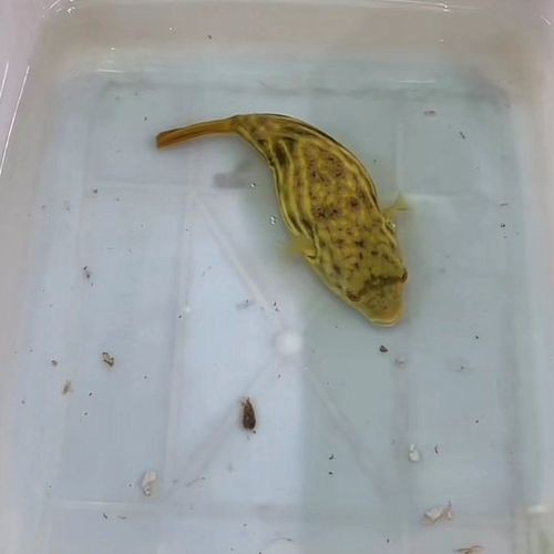 斑馬狗頭魚能和龍魚混養(yǎng)嗎圖片大全