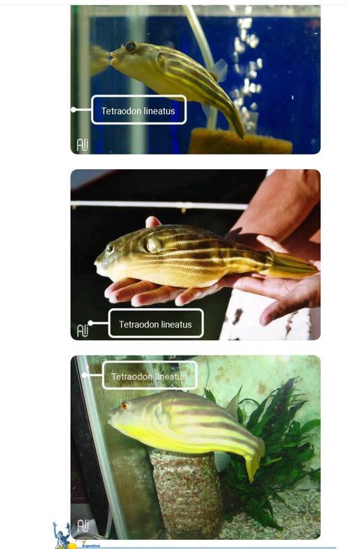 斑馬狗頭魚能和龍魚混養(yǎng)嗎圖片大全