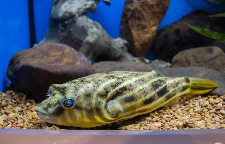 斑馬狗頭魚能和龍魚混養(yǎng)嗎圖片大全