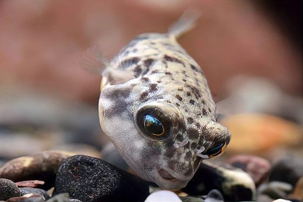 斑馬狗頭魚能和龍魚混養(yǎng)嗎圖片大全