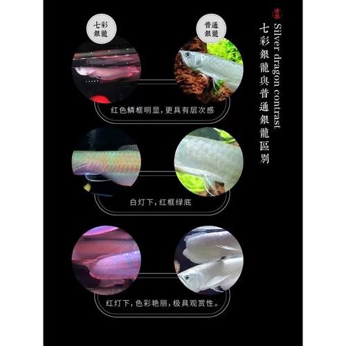 銀龍魚的養殖方法和注意事項圖片大全大圖