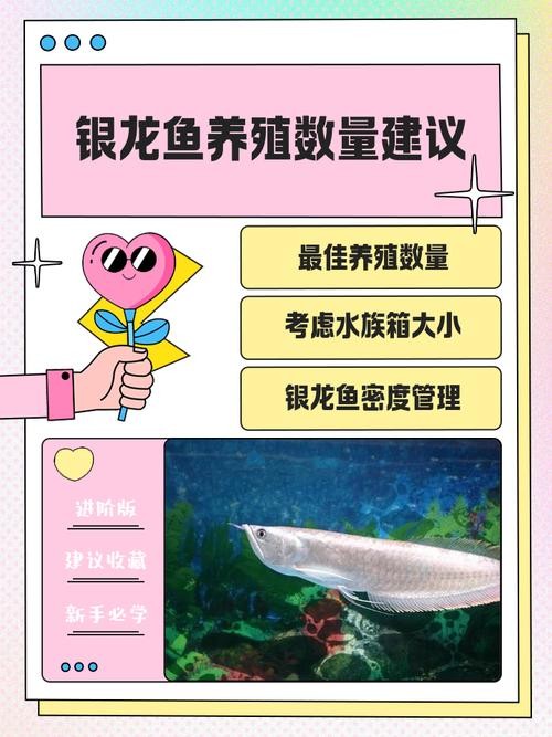 銀龍魚的養殖方法和注意事項圖片大全大圖