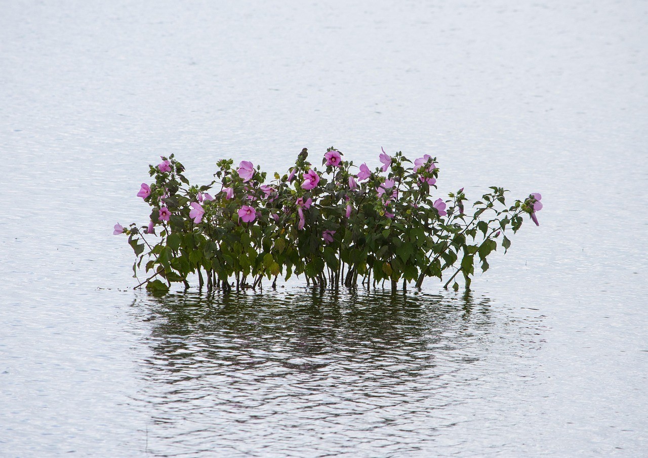章貢區(qū)小魚兒與花無缺園藝店（章貢區(qū)小魚兒與花無缺園藝店地址）